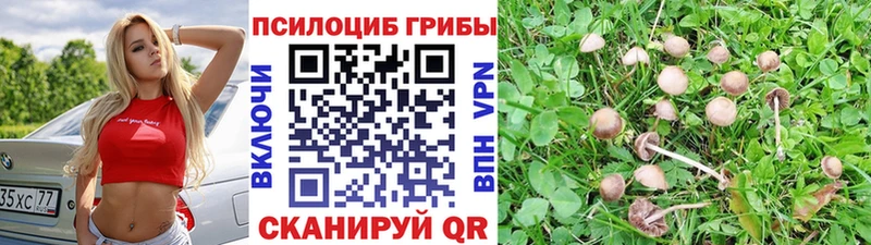 наркошоп Радужный Псилоцибиновые грибы Cubensis
